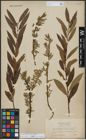 Foto von Salix triandra L. x Salix viminalis L.